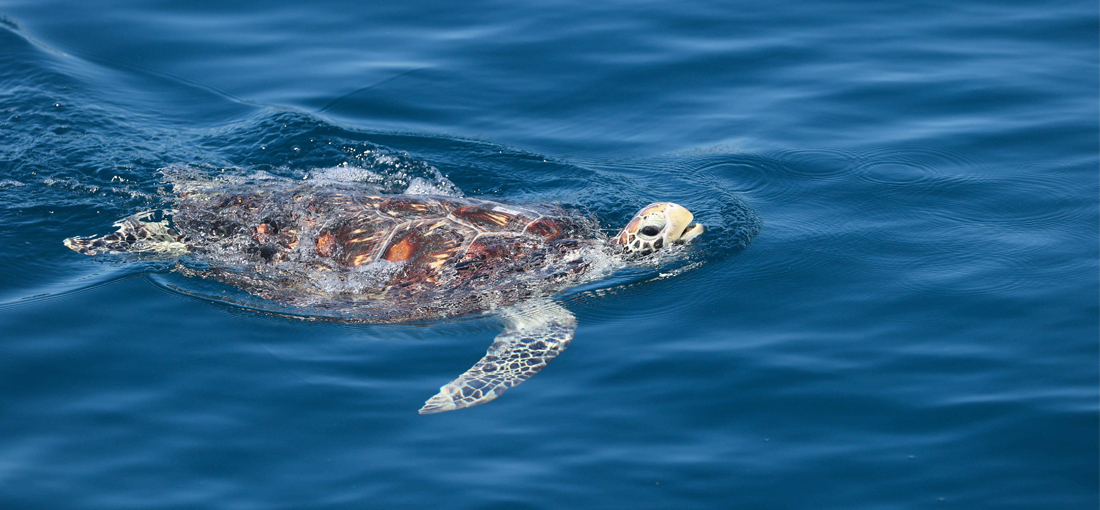 Sea turtles released back to sea in Hainan