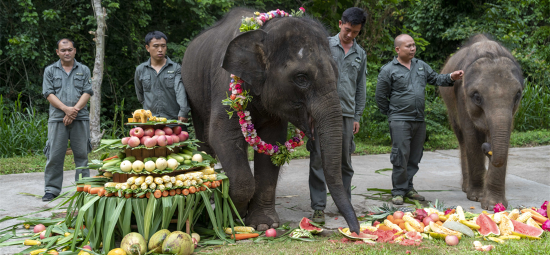 Rescued Asian elephant grows up healthily in China's Yunnan 