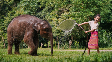 Technology comes to rescue of Asian elephants