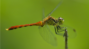 Dragonfly experts, observers call for better protection
