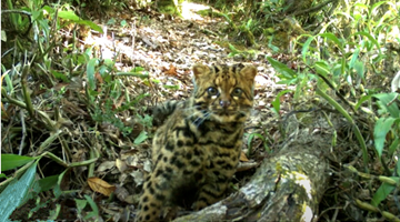 Once near-threatened wild cats now frequently spotted in Yunnan