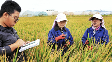 New super hybrid rice achieves high yield in Yunnan