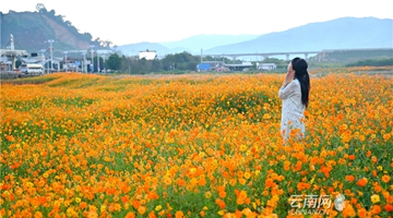 Flower fields seen in Ninger near Kunming-Bangkok highway