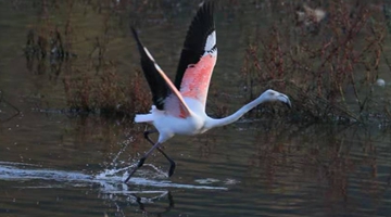 Flamingos first spotted in N.E. Yunnan