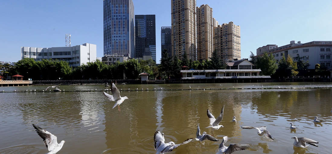 Special report: Kunming ushers in gull-admiring season