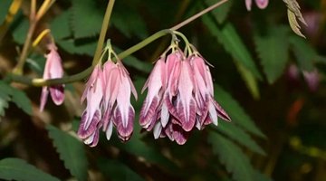 Two new plant species found in west Yunnan