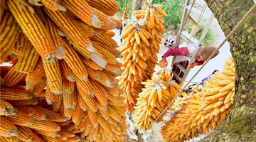Farmers in Mile busy hanging harvested corns