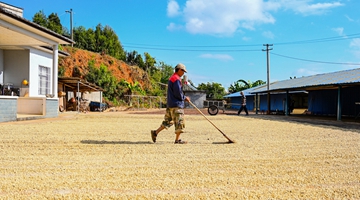Farmers busy drying coffee beans in SW Yunnan