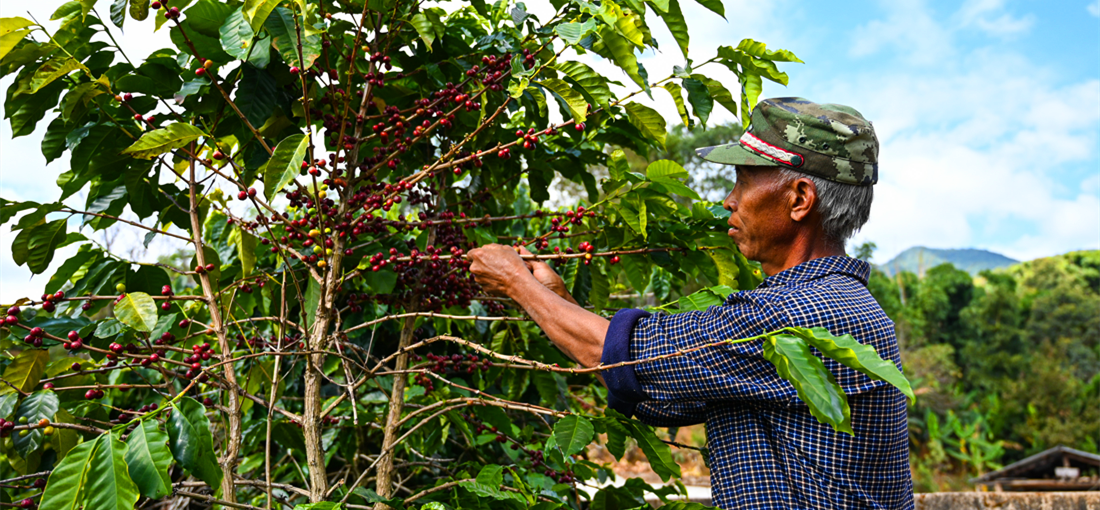 Coffee production in Ximeng, Yunnan