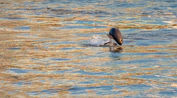  Fishermen on Yangtze embrace new life as Xi urges conservation