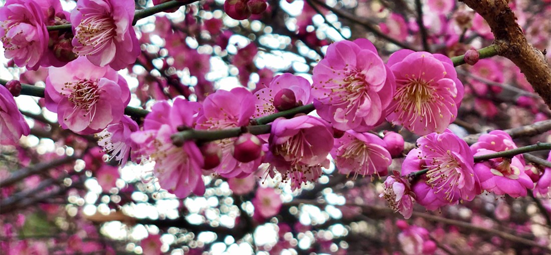 Special cherry blossoms dye a valley pink in Yiliang, Kunming 