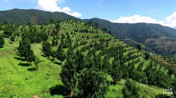 Yunnan forest coverage reaches 65.04%