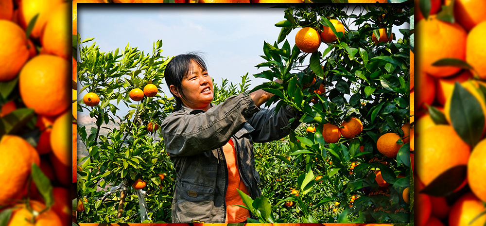 Orange trees help households in SE Yunnan shake off poverty 
