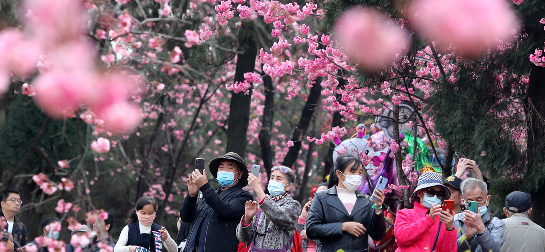 Cherry, crabapple blossoms lure visitors to Kunming Zoo