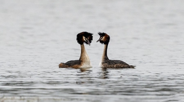 Courtship of crested grebes spotted in wetland park