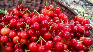 Late spring: cherries are awaiting visitors 