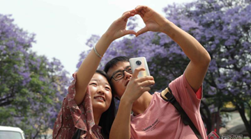 Jacaranda induces photographic craze in Kunming