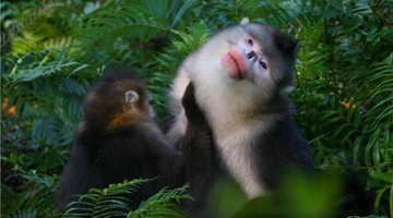 Green book on Yunnan snub-nosed monkeys published