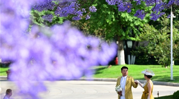 Jacaranda blossoms welcome visitors over May Day holiday
