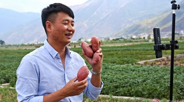 Potatoes are sold on live stream in Eryuan county 