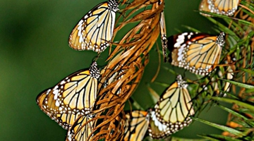 Yunnan to welcome butterfly swarms