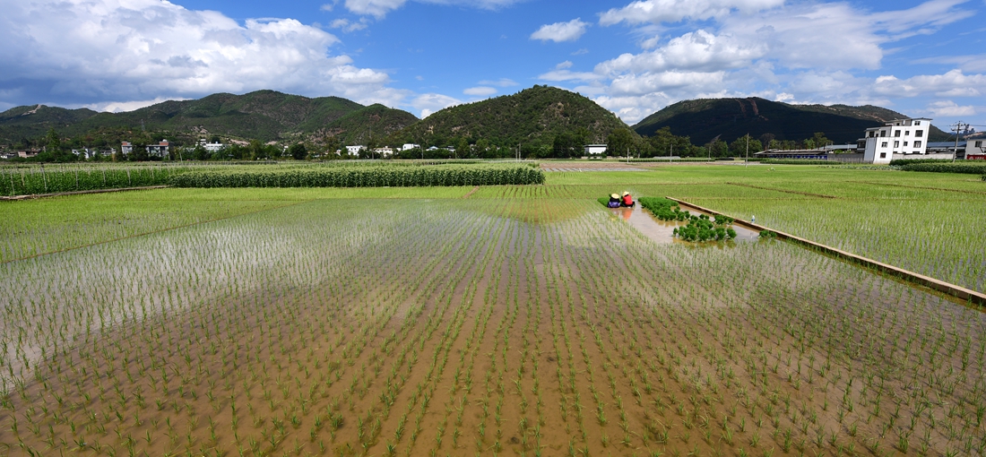 In pics: Rice transplanting in full swing in central Yunnan