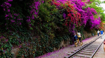 Bougainvillea blossom decorates antique railway