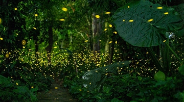 Glowworms remind you of sweet childhood