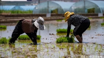 Hybrid rice in south Yunnan expected to break world record