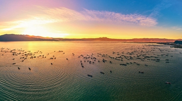 COP15: Aboriginal fish species under protection at Yuxi’s Xingyun lake 