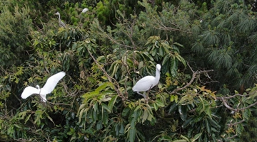 Egret flocks seen in old trees in Fuyuan