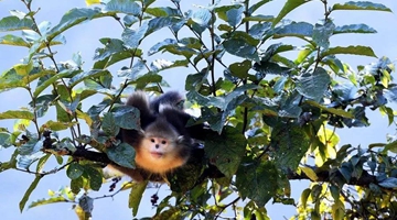Yunnan snub-nosed monkeys under better protection 