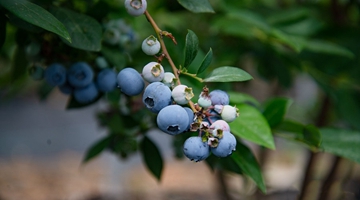 Blueberry industry goes for world-class brand