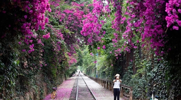  Bougainvillea brightens Kunming in early summer 