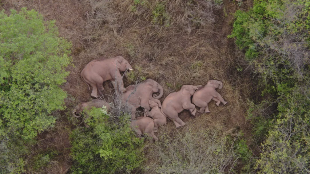 Herd of wild Asian elephants lingers in outskirts of Kunming