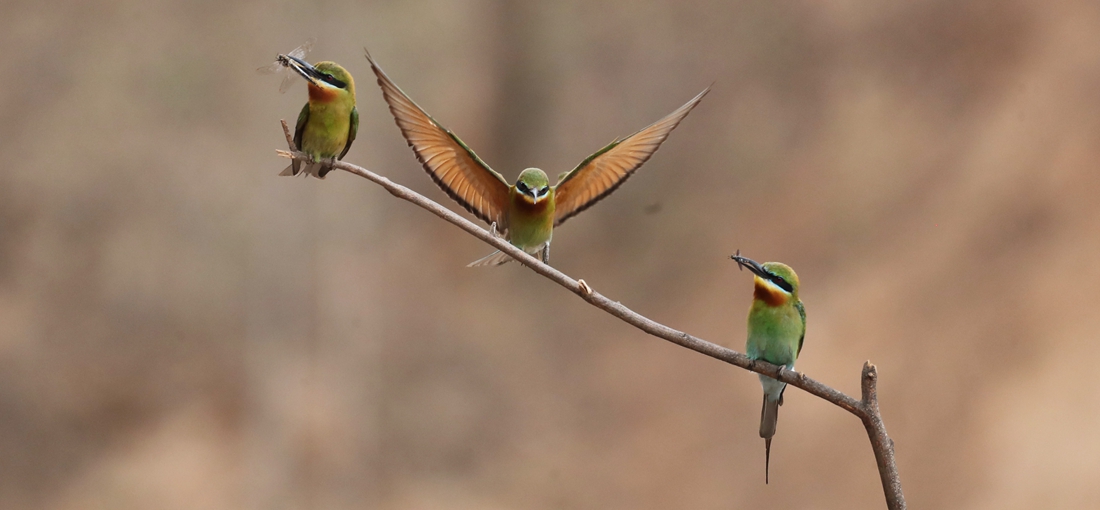 Blue-tailed bee-eaters enjoy summer in Qiaojia County
