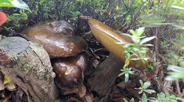“Mushroom King” spotted in Jingdong
