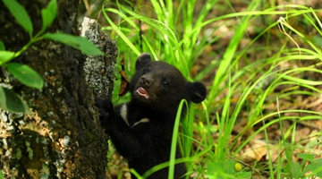 COP15: Black bear cubs seen in Pu’er national park