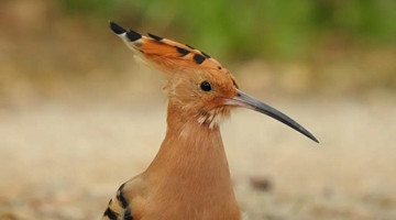 COP15: I am not a woodpecker