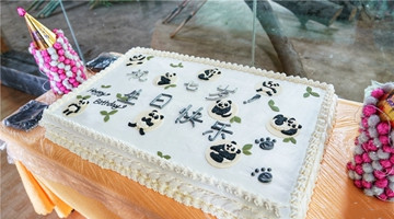 Pandas have birthday party at Yunnan zoo