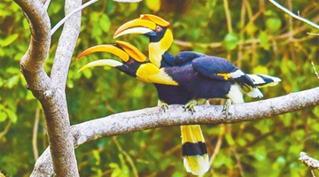 COP15: Toucans seen in tropical forest of Dehong