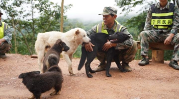Dogs join border guardians in Pu’er