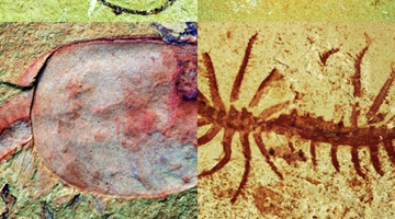 Chengjiang museum plans treat for fossil fans