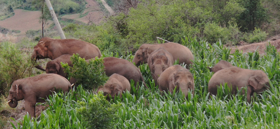 Wandering herd of wild Asian elephants returns home safely