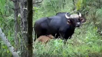 COP15: Indian bison calf spotted by infrared camera in Pu’er