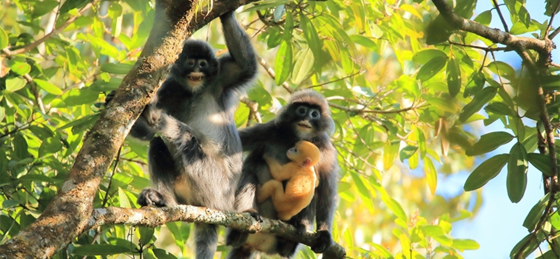 Phayre's leaf monkey: cute and well-behaved