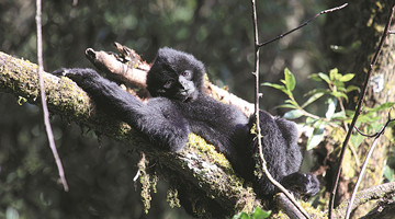 Unique study aids efforts to protect gibbons