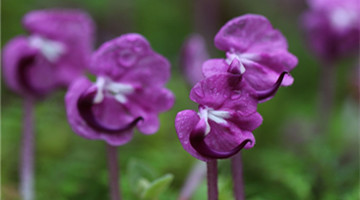 COP15: Endangered purple flowers blossom in Mt. Gaoligong
