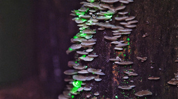 COP15: Mushrooms glow at night in Xishuangbanna