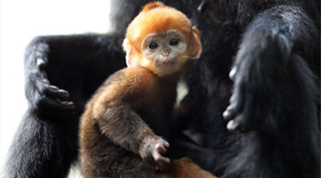 Newborn baby Francois' langur Daxiang makes first public debut